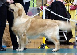 Ollie winning Junior Dog at Southern GRC Championship Show 2013