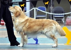 Ollie winning Post Graduate Dog at Southern Golden Retriever Society Championship Show 2014